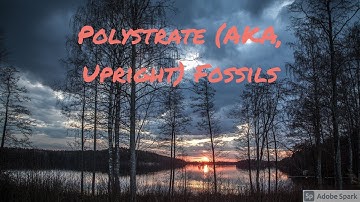 Polystrate (AKA Upright) Fossils [No Music]