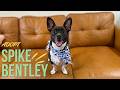 Spike Bentley | Confident little sidekick, social explorer, ears-up adventurer