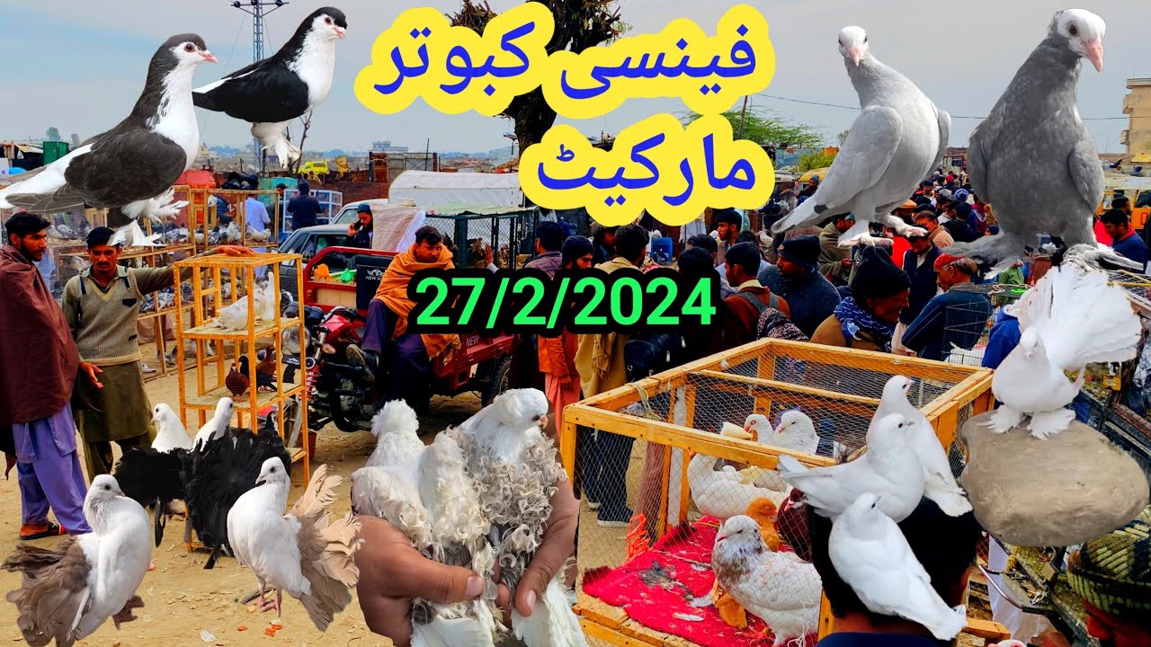 Fancy Pigeon Market Kallar Syedan | Latest Update | Fancy Kabootar Market Price | 27/2/2024 !