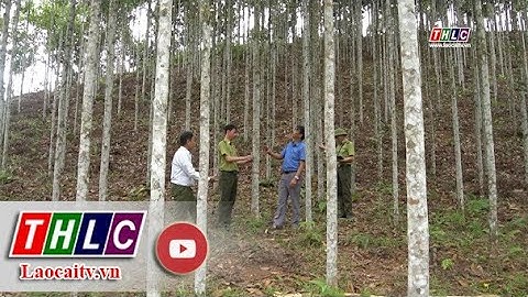 Phát triển bền vững: Bảo vệ và phát triển rừng (18/5/2023) | THLC