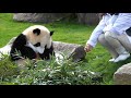 飼育員さんにタックル、長靴奪取　彩浜が屋外運動場デビュー直後から大暴れ　「痛いよ～」　靴返して～、🌈「返してあげな～い」