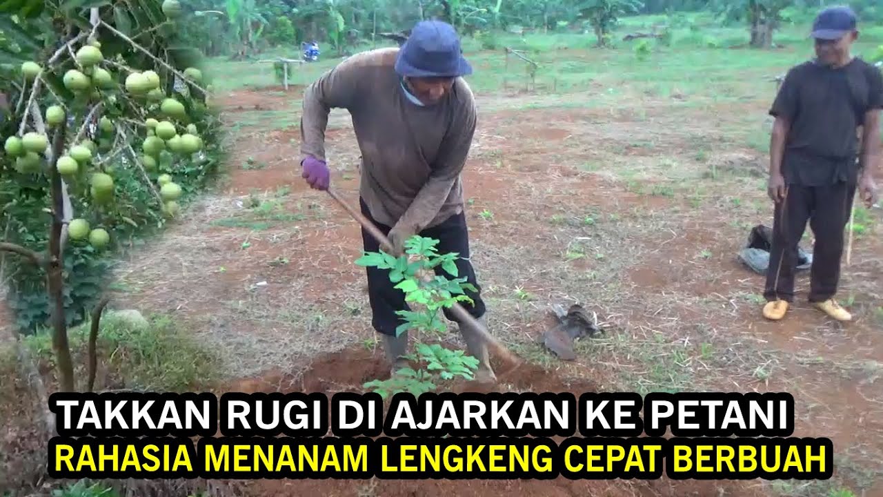 CARA MENANAM LENGKENG DI LAHAN EKSTRIM & TANDUS DI JAMIN  SUBUR DAN CEPAT  BERBUAH