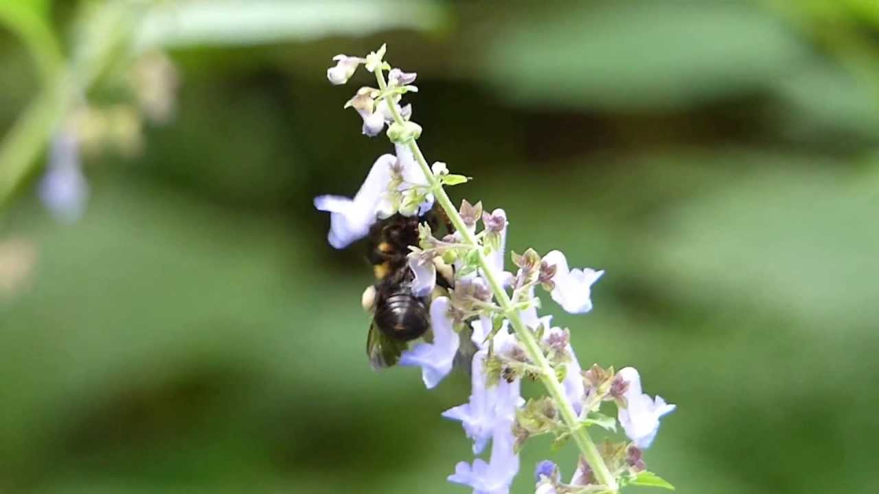 Bumblebee Visits Isodon Flowers カメバヒキオコシを訪花するトラマルハナバチ♀