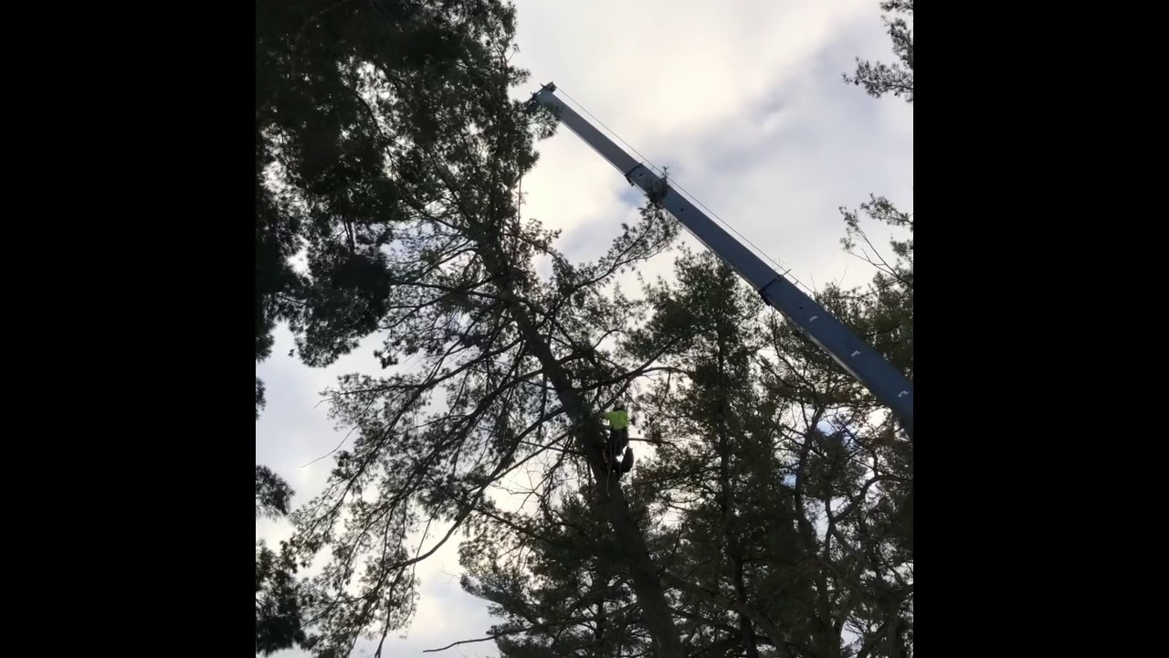 Leaning white pine tree removal - YouTube