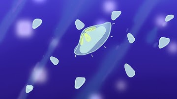 Moon Jellyfish Animation