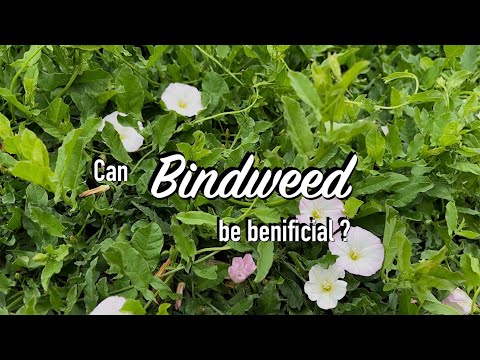 تصویری: کنترل Bindweed: چگونه از شر Bindweed خلاص شویم
