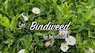 All About Bindweed (and how I'm getting rid of it)