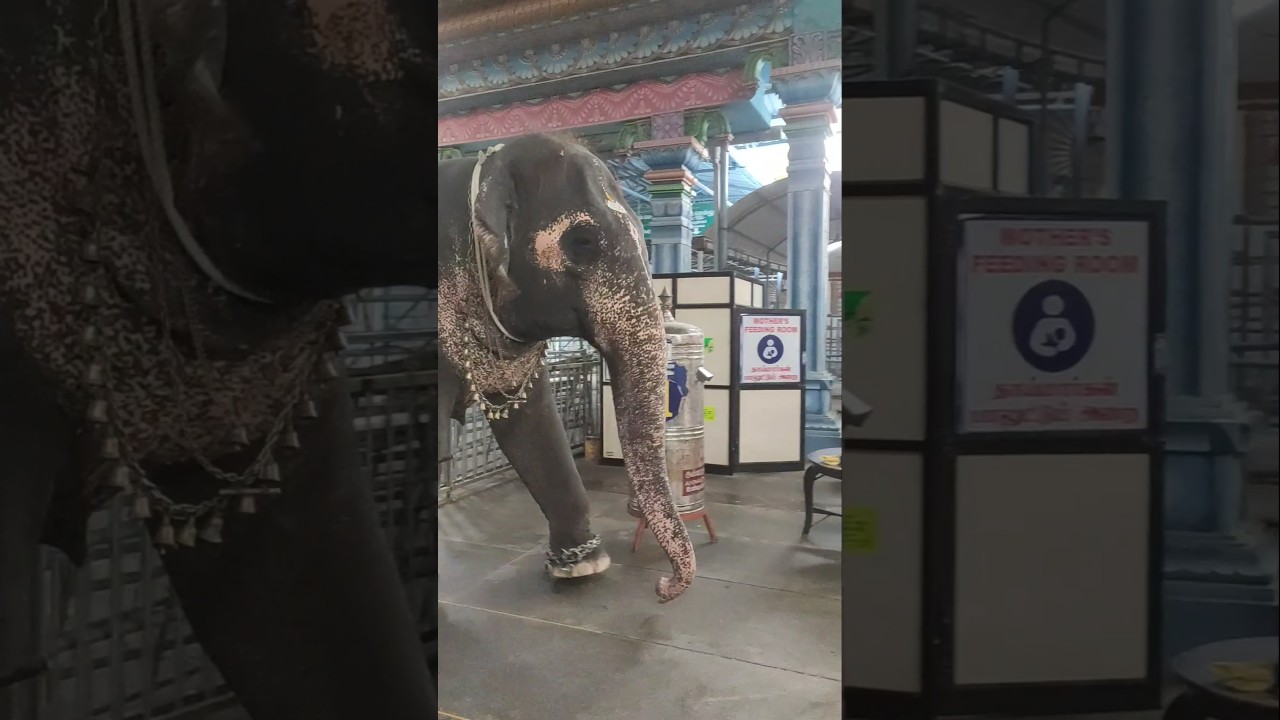 வினாயகர் coming fr தைப்பூசம் 🙏✨