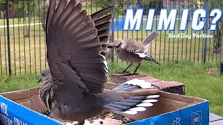 Copycat Behavior: Mockingbird Imitates Dove?
