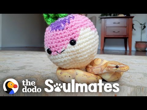 This Ball Python Hangs Out in a Crochet Cave | The Dodo Soulmates