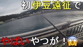 【いるか浜堤防】伊豆遠征！静岡県伊東市にある丸い形の堤防で釣りしていたら…！【2020.03.13】