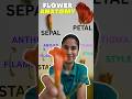 Parts of a Flower || Flower Disection Expalined || Easy Flower Anatomy 🌺👍