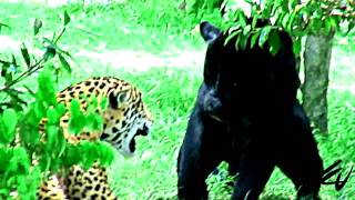 Jaguars Fight [HD]