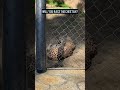 On your mark, get set, Cheetah!