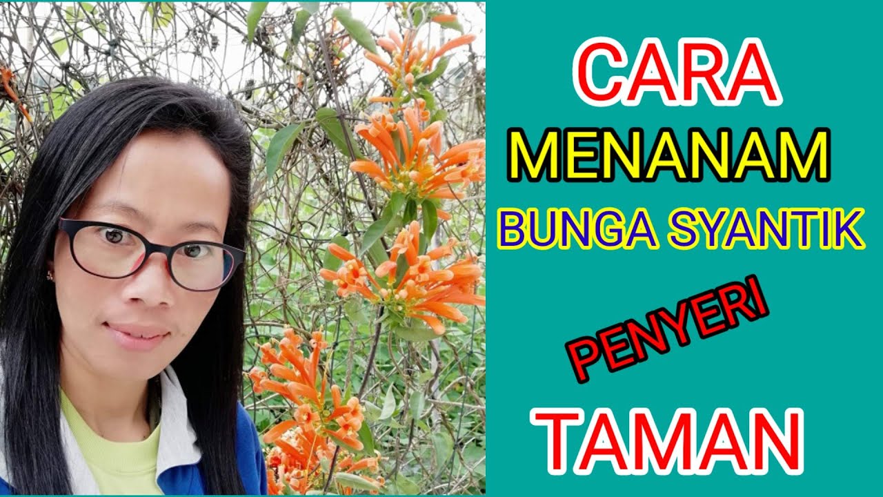 Menanam bunga syantik 