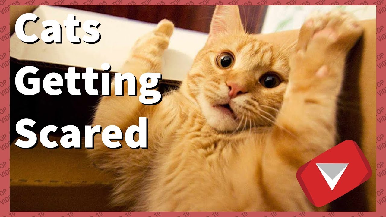 I got scared. Scared Cat Video. Funny Cats Video. Cats scared of farts Compilation. Cat got Dirty.