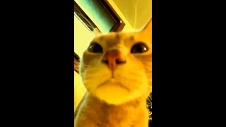 Caramelldansen - Cat Caramelldansen