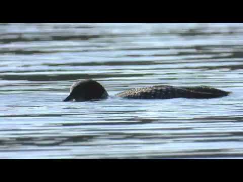 Loon Feeding 4K
