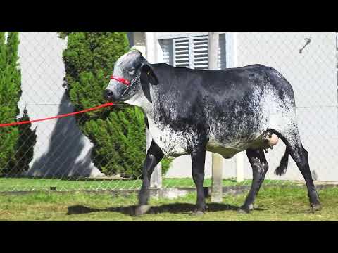 LOTE 10 4871 MOVIE FIV F MUTUM   6062CL