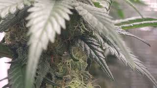 pot of gold week 7 flower, biscotti mintz week 4 flower