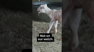 This little ram didn’t have a chance… until now.