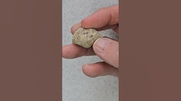 full fossil hunt on my videos #fossil #fossilhunter #fossilhunting #rockhound #rock #beforeandafter