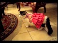 Kitty michita in pink dress