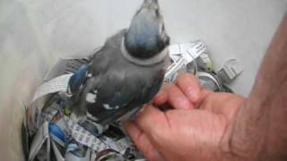 Feeding a Baby Blue Jay Fledgling