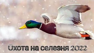 Охота с подсадными на селезня 2022. Беларусь