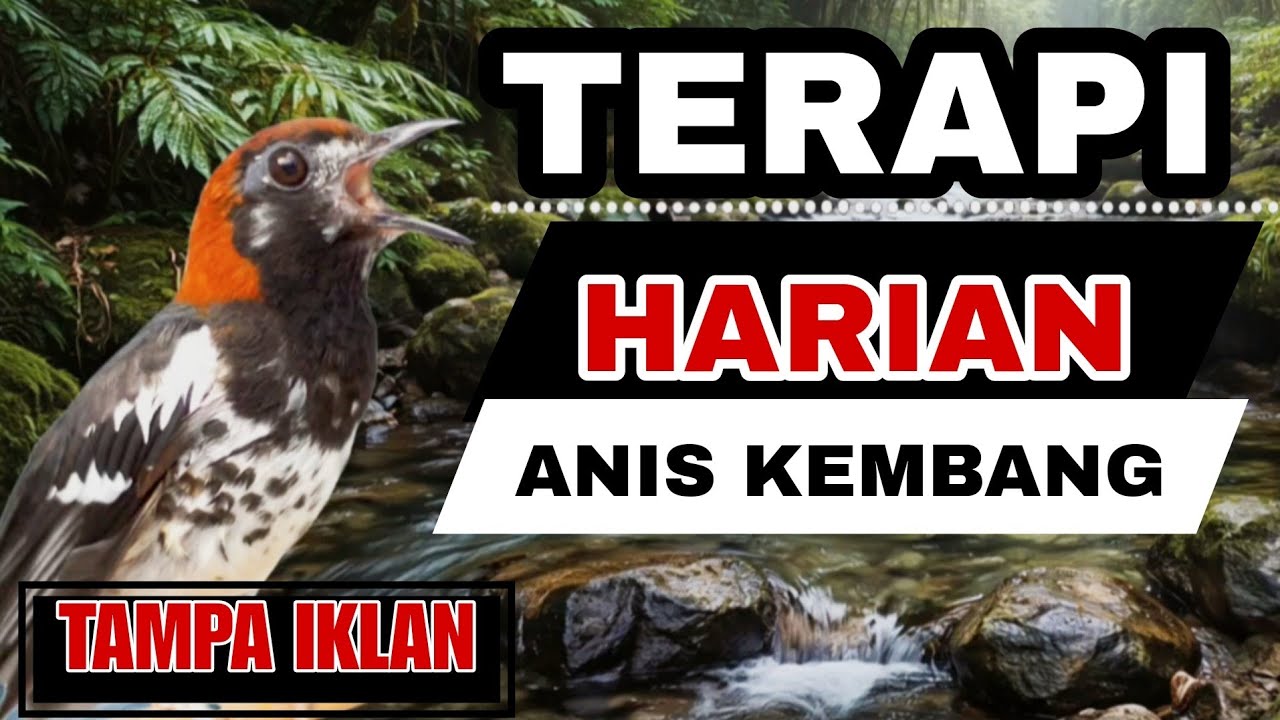 PANCINGAN BURUNG‼️ TERAPI Harian ANIS KEMBANG 🔥