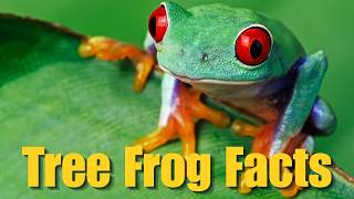 Tree Frogs Explained: 800+ Species, Crazy Abilities & Survival Secrets