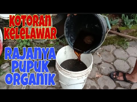 Video: Kegunaan Untuk Najis Kelawar (atau Guano Kelelawar) Di Taman