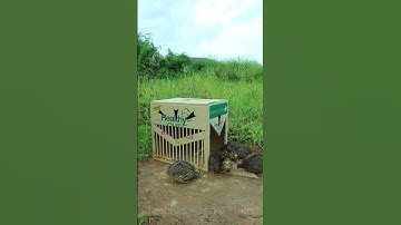 Wow !Technique Unique Trap # Creative DIY Quail Bird Trap #shorts