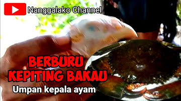 BERBURU KEPITING BAKAU UMPAN KEPALA AYAM @Nanggalako