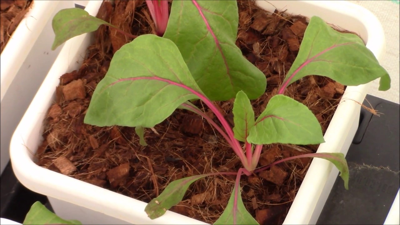 what is aquaponics and how does it work aquaponics