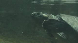 Geoffrey's Sideneck Turtle (Phrynops geoffroanus)