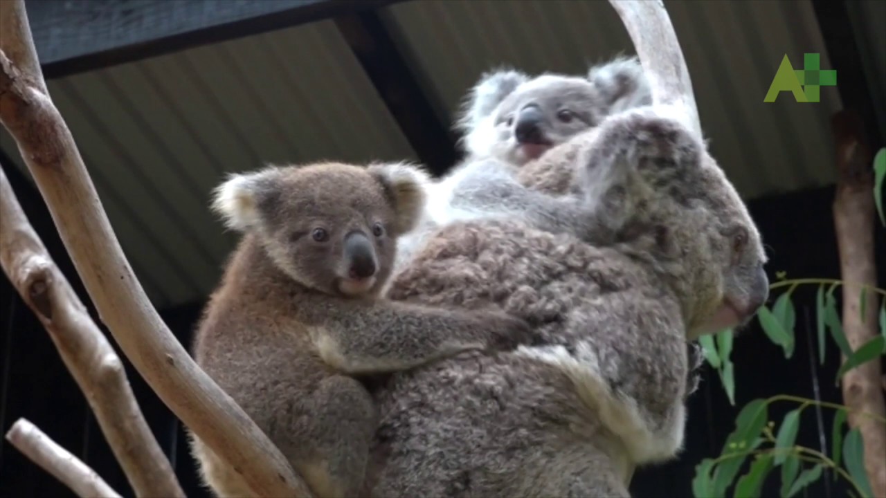 Berkat Donor Asi Dua Bayi Koala Ini Tampak Bersaudara Youtube