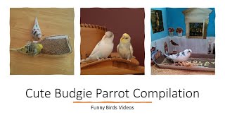 Cute Budgie Parrot Compilation - Funny Birds videos #budgiereporter