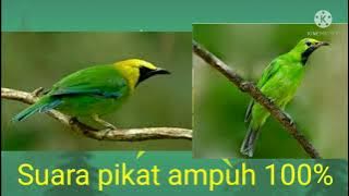 Suara pikat burung cucak hijau dan burung cucak ranting