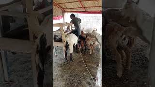 سمون گوٹ فار مسنگ #goat #bakr #animals #cow #beautifullgoats #animation #mashed #tabbing #boneappet