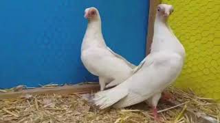 Budapest Fancy Pigeon Strange looking Creature | Collection of All Beautiful Colours | Exotic Birds by ocean life 22 views 3 years ago 2 minutes, 21 seconds