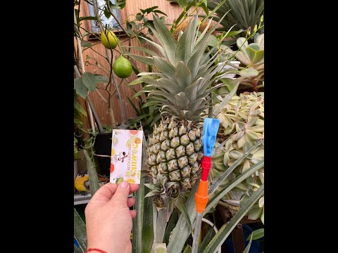 Video: Ananas Budding