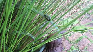 Sunday Creature Feature With Baby Australian Green Tree Frogs