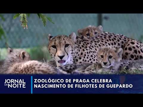 Prague Zoo celebrates historic birth of five cheetah cubs | Evening News