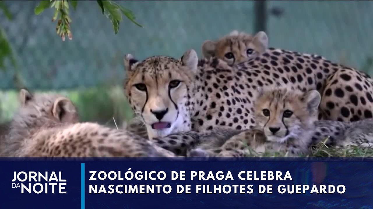 Zoológico de Praga celebra nascimento histórico de cinco filhotes de guepardo | Jornal da Noite