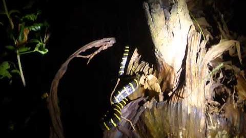 Kinabatangan River: Mangrove Cat Snake (Boiga dendrophila) at the Abai Jungle Lodge