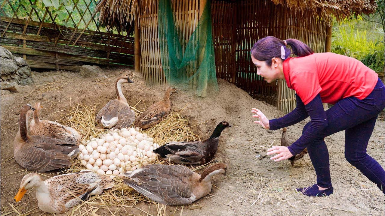 Harvesting A Lot Of Eggs of Goose from Giant Nest Goes To Market Sell, Chase white chicken | Ming