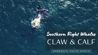 CLAW &amp; her Calf - Southern Right Whales in HERMANUS