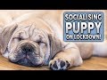 How To Socialise Your Puppy During Lockdown, Self Isolation or Quarantine!