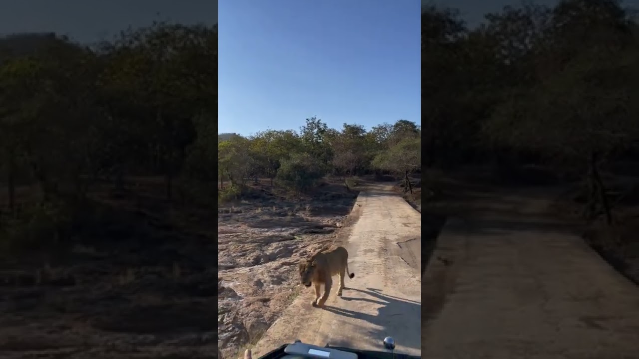 Gir Lion || 4k status || Gir forrest ||